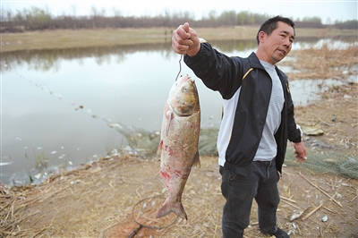 銀川愛(ài)伊河水污染,大量魚死亡
