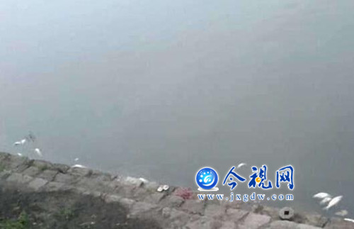 九江城區(qū)兩湖污染嚴(yán)重,湖邊不少死魚